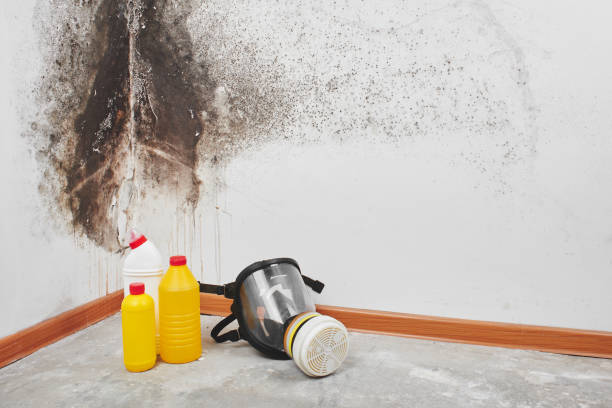Best Residential Mold Remediation in Afton, WY