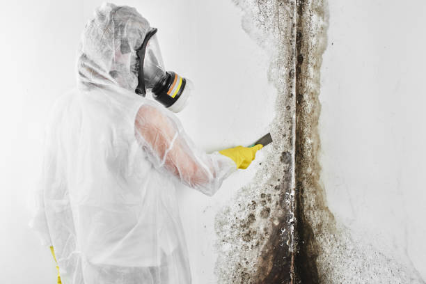 Best Mold Remediation for Specific Building Types in Afton, WY