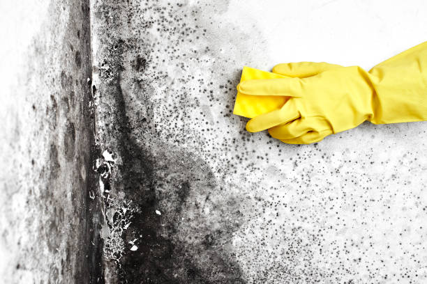 Best Mold Remediation for Schools in Afton, WY