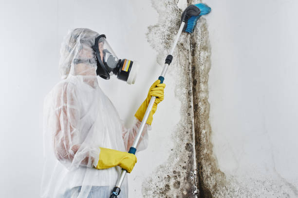 Best Residential Mold Remediation in Afton, WY