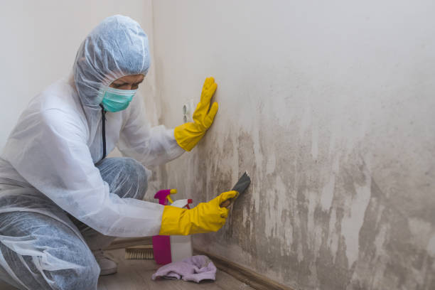 Best Localized Mold Remediation (e.g., coastal areas, humid climates) in Afton, WY