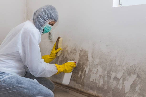 Best Post-Flood Mold Remediation in Afton, WY