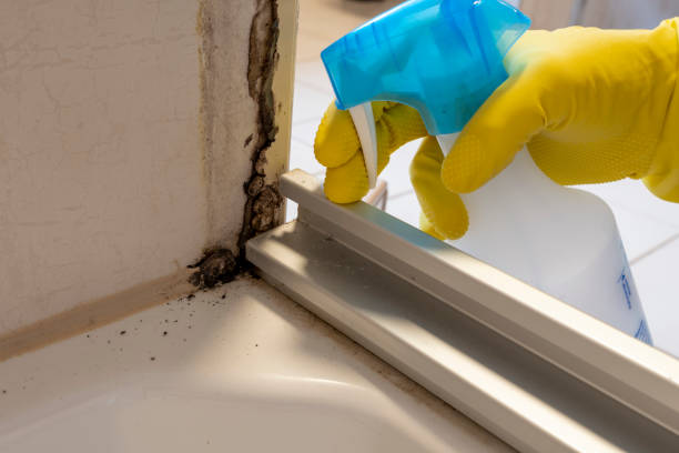 Best Industrial Mold Remediation in Afton, WY