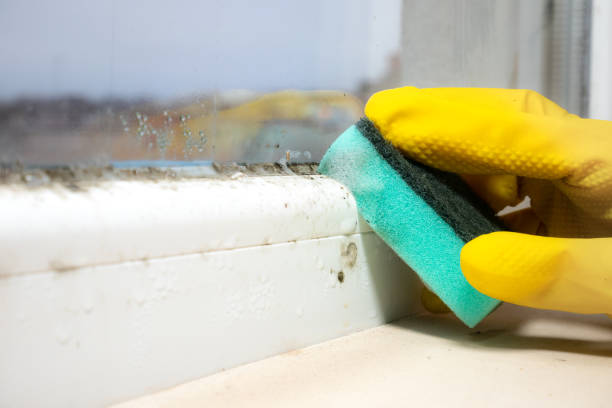 Best Basement Mold Remediation in Afton, WY