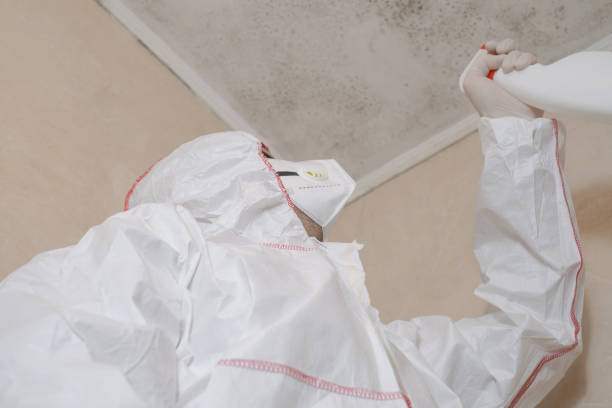 Best Bathroom Mold Remediation in Afton, WY