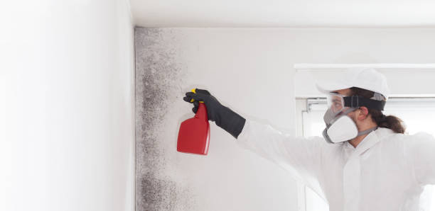 Professional Mold Remediation in Afton, WY