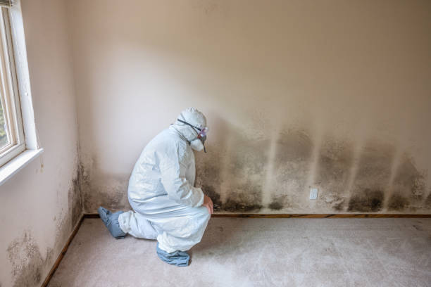 Best Preventive Mold Services in Afton, WY