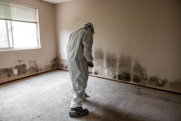 Best Crawl Space Mold Remediation in Afton, WY