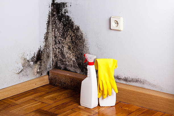 Best Insurance-Related Mold Remediation in Afton, WY