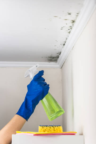 Best White Mold Remediation in Afton, WY