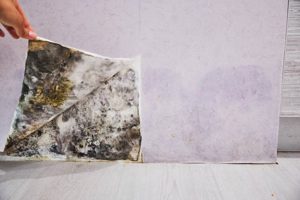 Best Commercial Mold Remediation in Afton, WY